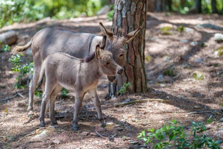 Cuddling and Picnic With Donkeys at the Monte Cresia - Activity Details