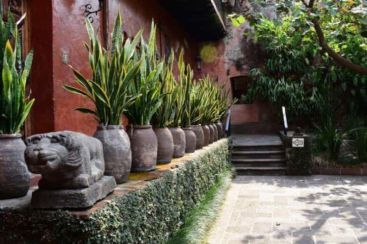 Cuernavaca: Robert Brady Museum Entrance Tickets - Highlights of the Collection