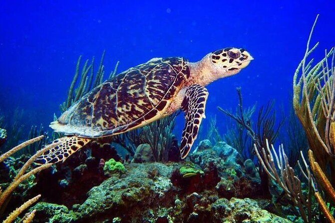 Culebra Snorkel and Beach Day with Lunch and Drinks - FAQ