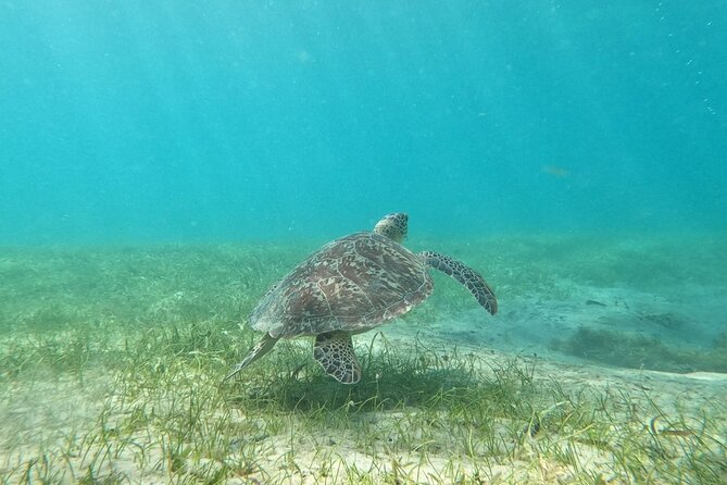 Culebra Snorkeling With Turtles and Flamenco Beach Ferry Day Trip - Cancellation Policy Details