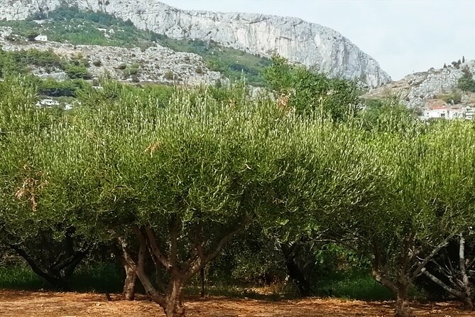 Culinary Half-Day Excursion in Klis Olive Tree Garden - Menu Highlights
