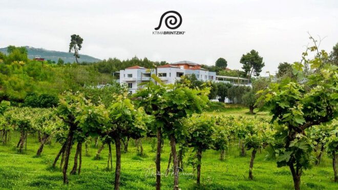 Culinary Treasures: Private Olive Oil and Wine Tasting Tour - Olive Oil Tasting: Savoring Diverse Flavors