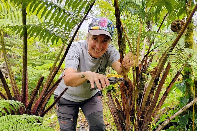 Cultivate Hapuu Ferns with Citrus Tea in the Hawaiian Rainforest - Good To Know