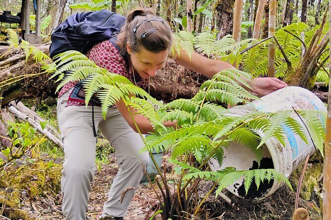 Cultivate Hapuu Ferns with Citrus Tea in the Hawaiian Rainforest - FAQs
