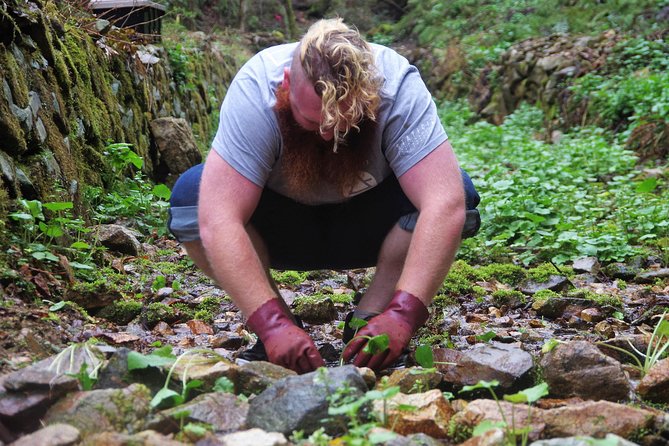 Cultivate Organic WASABI - Cultivating Wasabi Yourself