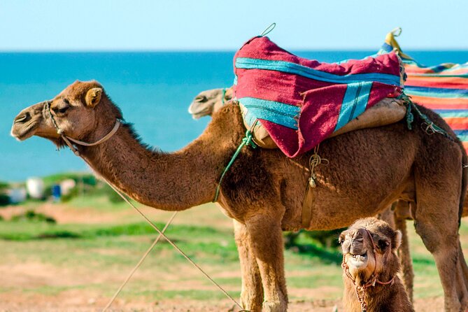 Cultural Excursion for One Day to Tangier With Ferry Included - Logistics and Policies