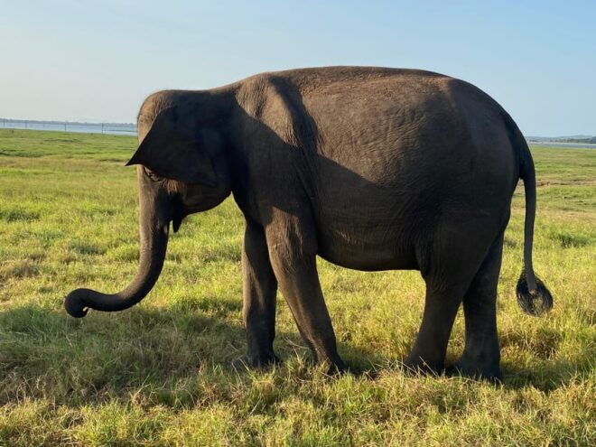 Cultural Heritage and Natural Wonders of Sri Lank, 6 Days - Excluded Services