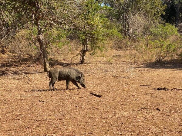 Cultural Heritage and Natural Wonders of Sri Lank, 6 Days - Wildlife Viewing