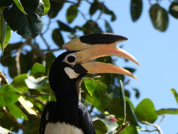 Cultural Heritage and Natural Wonders of Sri Lank, 6 Days - Important Information