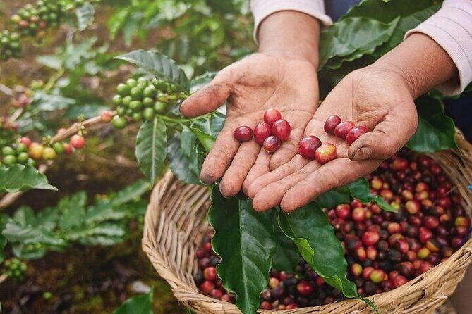 Cultural Immersion in Cacao and Coffee in the Southern Sierra of Oaxaca - Discover the Taste and Traditions of Oaxaca: A Cultural Tour in Huatulco