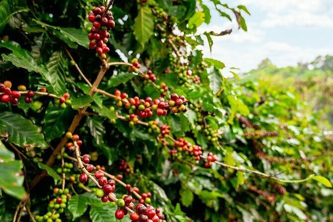 Cultural Immersion in Cacao and Coffee in the Southern Sierra of Oaxaca - Good To Know