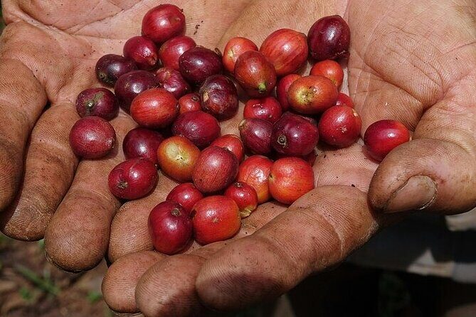 Cultural Immersion in Cacao and Coffee in the Southern Sierra of Oaxaca - Coffee Plantations: From Harvest to Cup