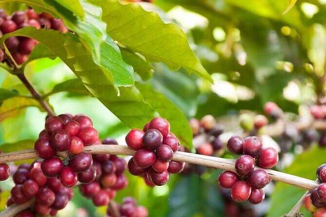 Cultural Immersion in Cacao and Coffee in the Southern Sierra of Oaxaca - Hiking to a Cacao Plantation and Making Artisanal Chocolate