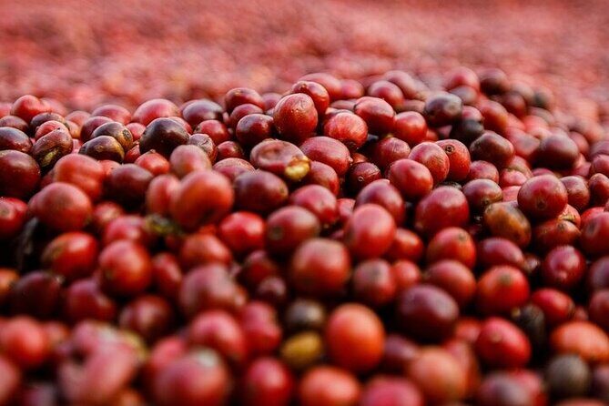 Cultural Immersion in Cacao and Coffee in the Southern Sierra of Oaxaca - Seasonal Fruits and Local Flavors