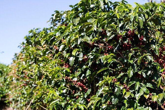 Cultural Immersion in Cacao and Coffee in the Southern Sierra of Oaxaca - What to Expect in Terms of Logistics and Value