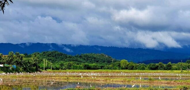 Cultural Immersion: Thai Cooking, Rice Farming, Eco Printing - Important Participant Information
