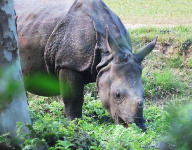 Cultural Tour With Chitwan Jungle Safari - Package Inclusions