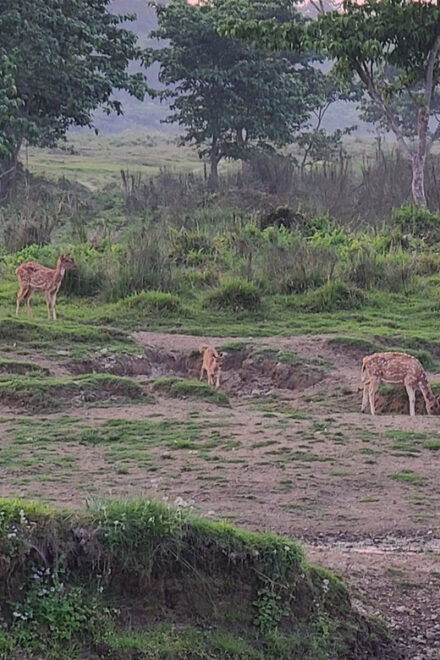 Cultural Tour With Chitwan Jungle Safari - Package Exclusions