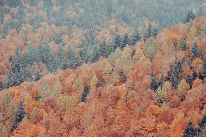 Culture and Traditions Hike Through the Black Forest With a Local - Duration and Time of the Hike