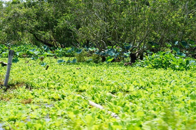 Culture and Wildlife Discovery Explore Chau Doc Tra Su Forest - Introduction: An Authentic Day in Vietnam’s Mekong Delta