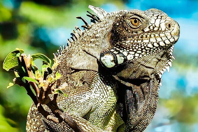 Curaçao: Affordable totally Customizable Private Tour :) - FAQ