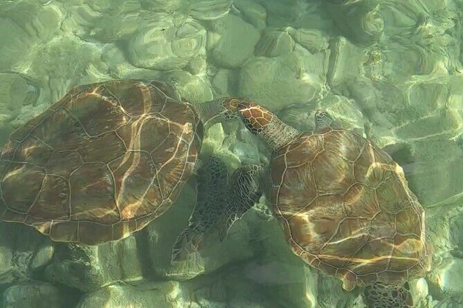 Curaçao ClearBoat Snorkel Tour  Daaibooi, Porto Marie & Cas Abao - Final Verdict