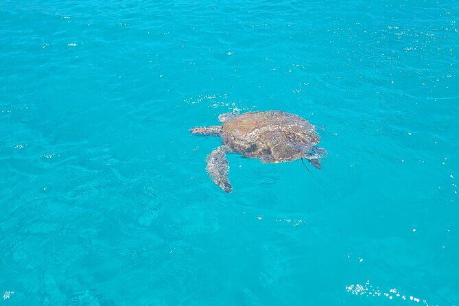 Curacao Flamingos Clear Boat Ride and Porto Marie Beach tour - FAQ