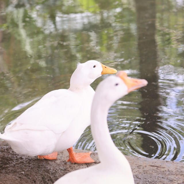 Curacao: Olivia's Hacienda - Engaging Animal Interactions