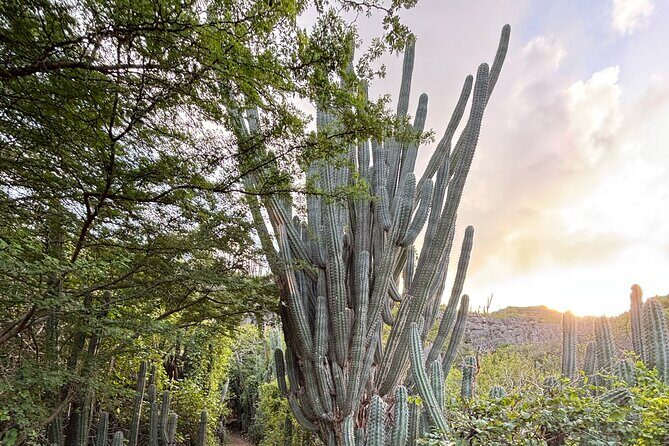 Curacao Private Jeep Off-Road Tour to Swimming with Sea Turtles - In The Sum Up