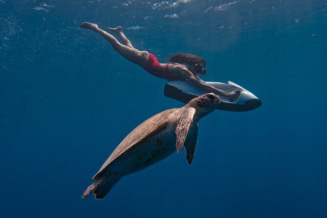 Curaçao Seabob in Playa Piskado Adventure with Sea Turtles - What Is This Tour Really Like?