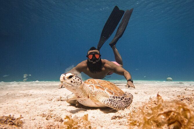 Curaçao Seabob in Playa Piskado Adventure with Sea Turtles - Why This Tour is Worth Considering