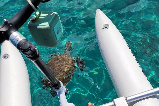 Curaçao: Waterbike Experience & Swim with Turtles Adventure - Good To Know