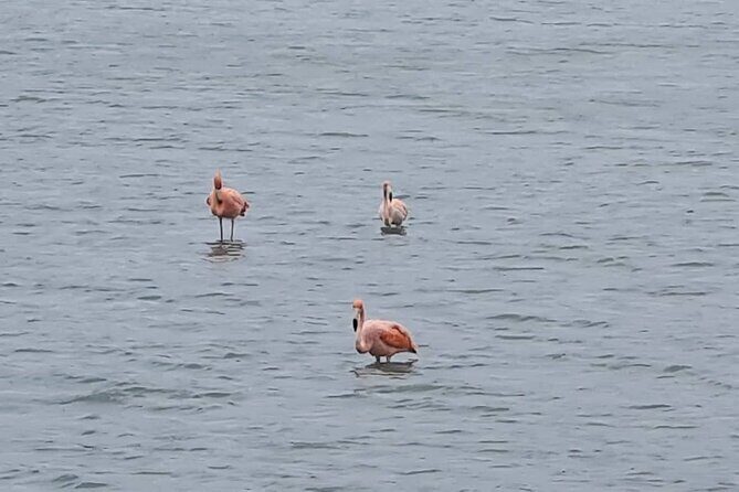 Curaçao West Coast Tour: Hato Caves, Grote Knip & Daaibooi Beach - Good To Know