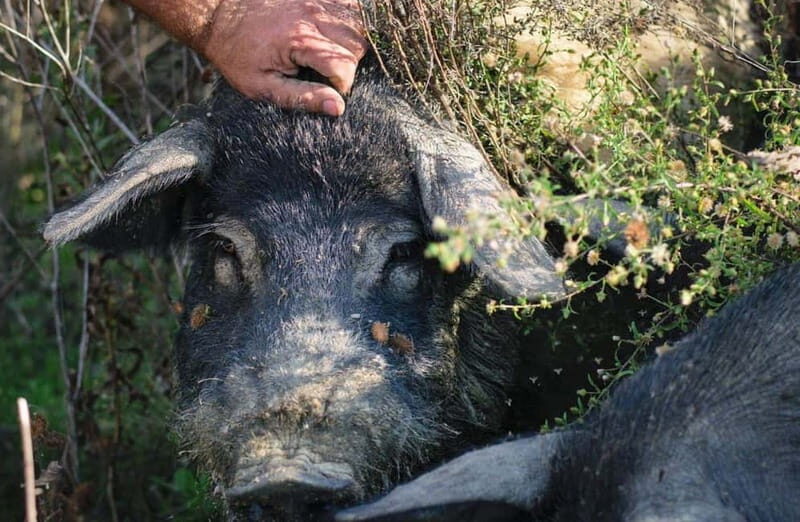 Cured Meat & Olive Oil Tasting & Visit near Pisa & Livorno - Who Will Love This Tour?