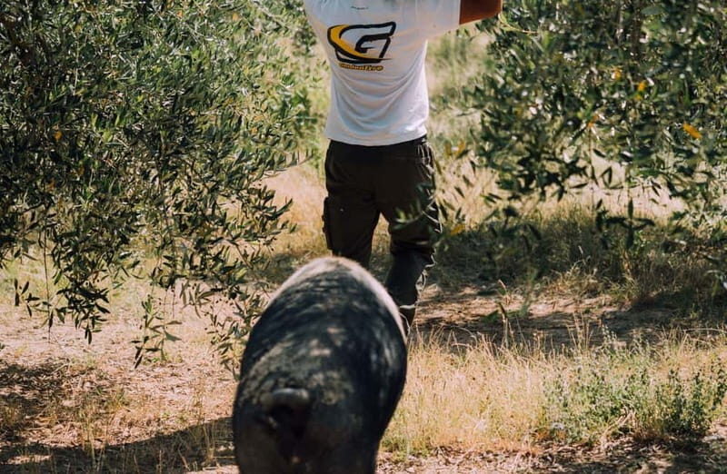 Cured Meat & Olive Oil Tasting & Visit near Pisa & Livorno - Final Thoughts