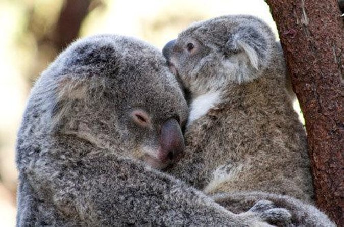 Currumbin Wildlife Sanctuary General Entry Ticket - Overview and Location