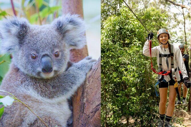 Currumbin Wildlife Sanctuary Pass + The Treetop Challenge - Introducing the Currumbin Wildlife Sanctuary Pass + The Treetop Challenge