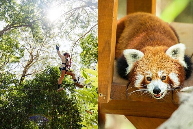 Currumbin Wildlife Sanctuary Pass + The Treetop Challenge - Good To Know