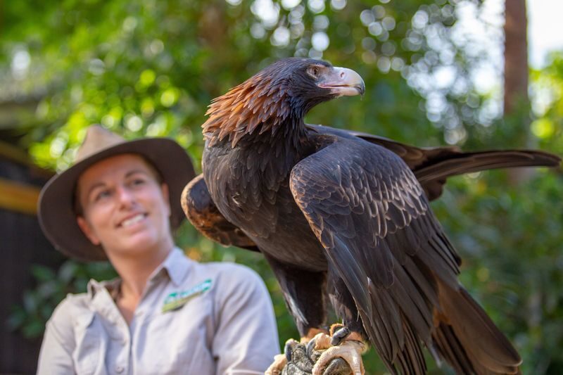 Currumbin Wildlife Sanctuary Ticket - Make time for the birds overhead