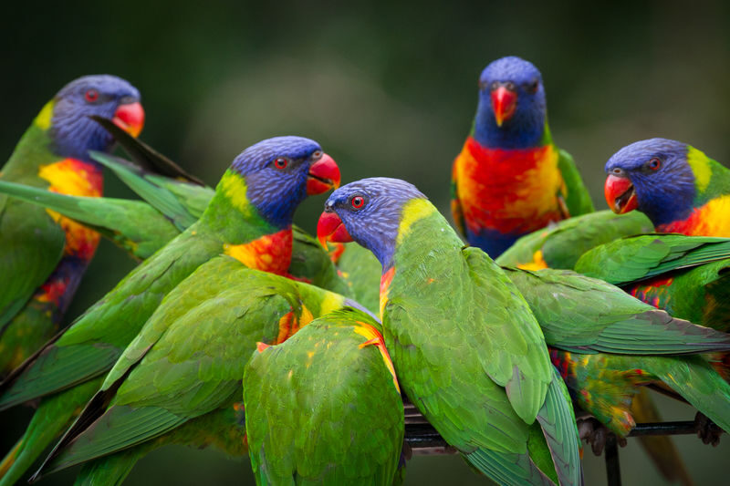Currumbin Wildlife Sanctuary Ticket - Follow the paths through Lost Valley and Extinction Trail