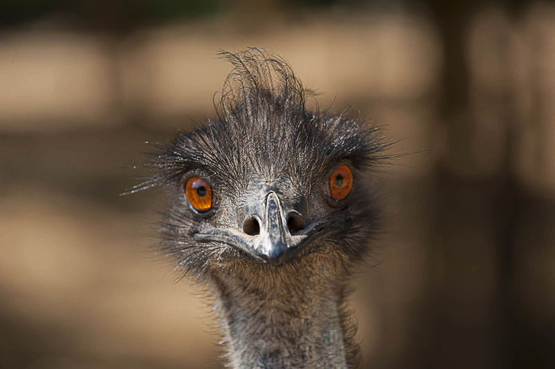Currumbin Wildlife Sanctuary Ticket - Know what your ticket covers before you go