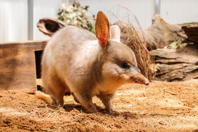 Currumbin Wildlife Sanctuary Ticket - Who should book Currumbin Wildlife Sanctuary?