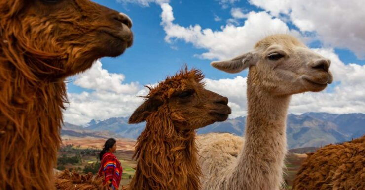 Cusco: Alpaca Therapy Healing With Clay Lunch - Private - Inclusions