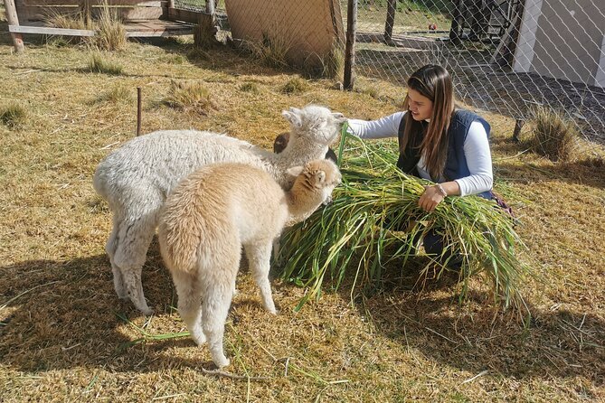 Cusco and Sacred Valley Full-Day Tour From Cusco - Pricing and Booking