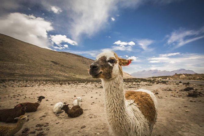 Cusco: Full Day Trekking in Palccoyo Mountain With Lunch - Pricing and Booking Information for Your Adventure