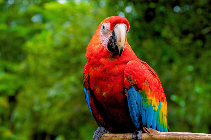 Cusco Manu Cloud Forest 5-Day Small Group Safari - The trip at a glance