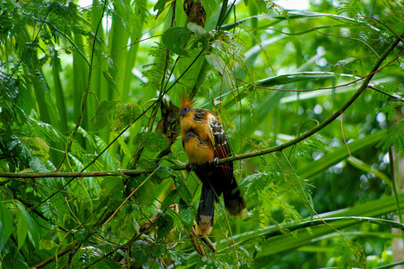 Cusco Manu Cloud Forest 5-Day Small Group Safari - Who should book this Manu trip?