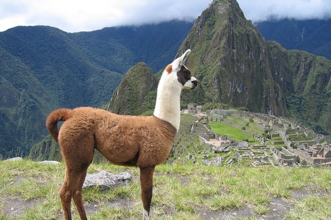 Cusco Small-Group Full-Day Machu Picchu Tour - Reviews