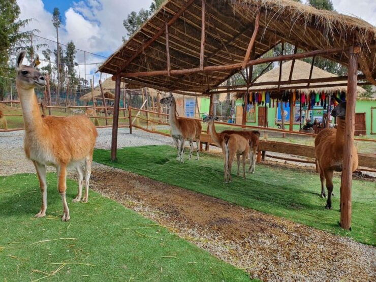 Cusco: Tour to the Alpaca and Llama Farm With Weaving Tour - Good To Know