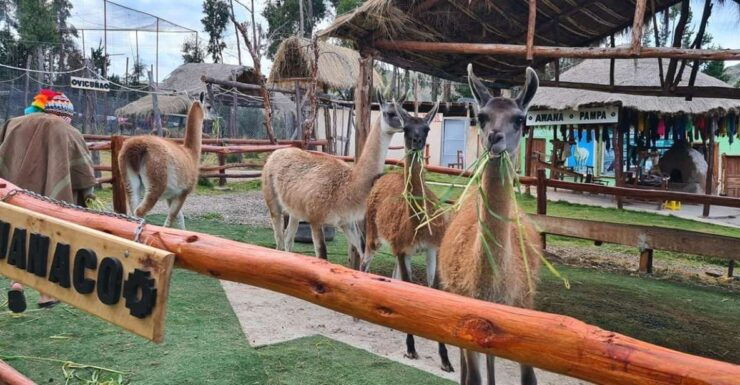 Cusco: Tour to the Alpaca and Llama Farm With Weaving Tour - Tour Duration and Flexibility